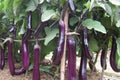 Long Purple Eggplant Seeds – Asian Heirloom Variety for Gardeners, 250+ Premium Seeds, Slender Fruits, Culinary Vegetable, Solanum melongena