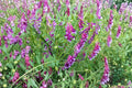 Hairy Vetch Seeds - 100 Pollinator Friendly Purple Flower Seeds for Bees, Butterflies & Soil Enrichment (Vicia villosa)