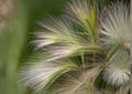 Hordeum Jubatum Foxtail Barley Seeds – Ornamental Wild Grass with Pink Purple Seed Heads, 25 Pack