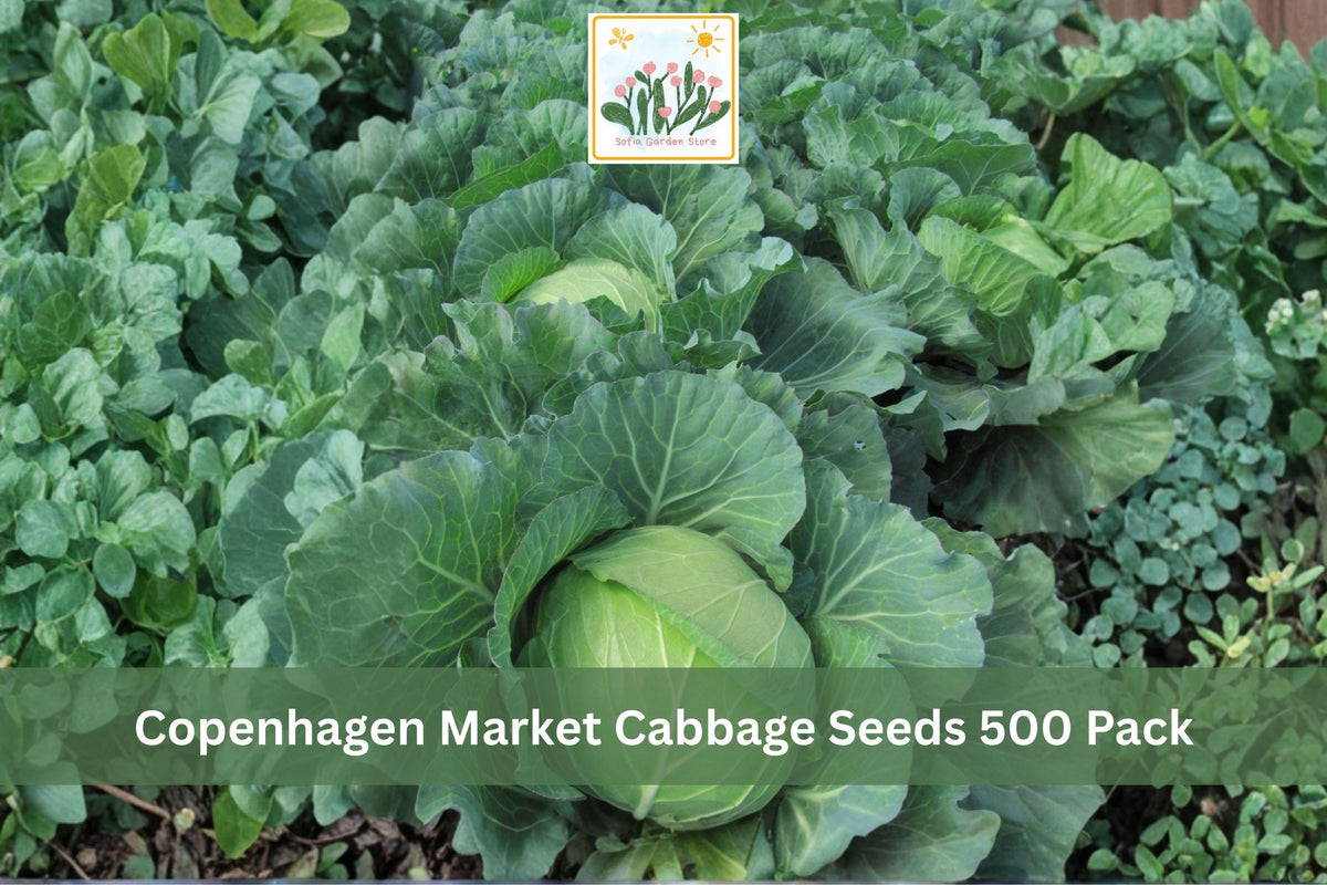 Copenhagen Market Cabbage Seeds – Brassica oleracea var. capitata – Heirloom Green Cabbage for Vegetable Gardens, Raised Beds & Kitchen Plots