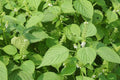 Shiso Perilla Seeds – Korean Culinary Herb for Gardens, 100+ Seeds, Perilla frutescens var. frutescens, Aromatic Herb, Container Growing