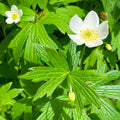 Canada Anemone Seeds – Heirloom Non-GMO Wildflower for Shade Gardens, Woodland Landscaping, Native Plant Gardens, Anemone canadensis