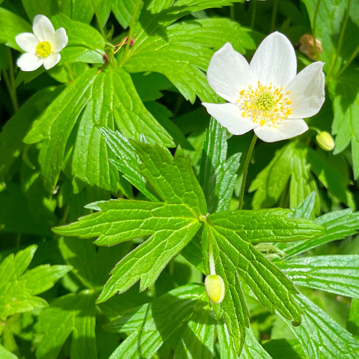 100 Canada Anemone Seeds Native Wildflower Perennial Groundcover Woodland Shade Garden