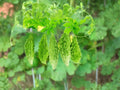 Bitter Gourd Seeds, Bitter Melon Vegetable, Climbing Vine, Momordica charantia, 5 Seeds for Garden & Trellis Growing