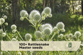 100+ Rattlesnake Master Seeds – Native Prairie Wildflower, Eryngium yuccifolium, Pollinator-Friendly, Drought Tolerant