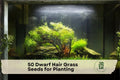 Dwarf Hair Grass Seeds, Aquarium Foreground Carpet, Eleocharis parvula, Aquascaping Plant, Freshwater Water Garden