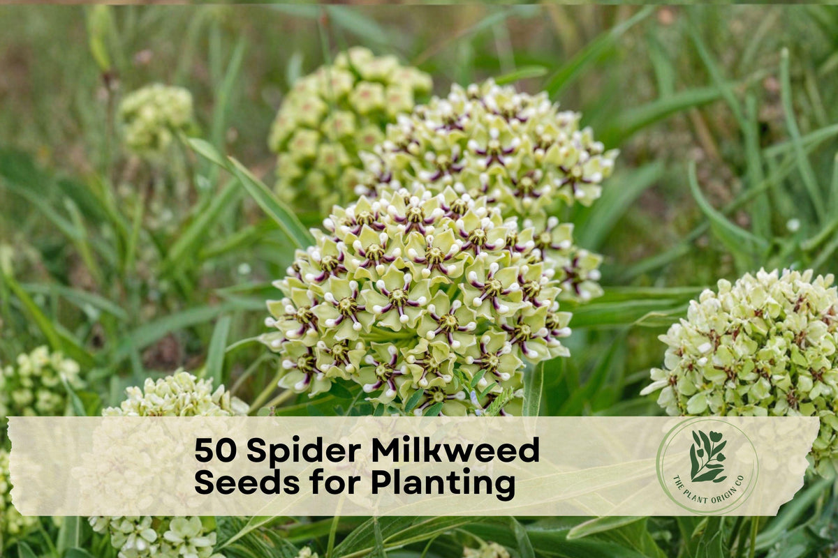 50 Spider Milkweed Seeds - Native Perennial Wildflower for Pollinator Gardens, Asclepias viridis, Drought-Tolerant, Butterfly Attracting