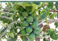 Long Island Improved Brussels Sprouts Seeds – Heirloom Non-GMO Vegetable for Cool Season Garden Harvest