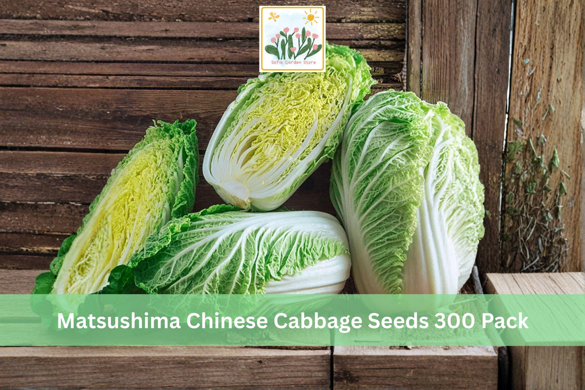 300 Seeds Matsushima Chinese Cabbage Napa Type Heirloom Cool Season