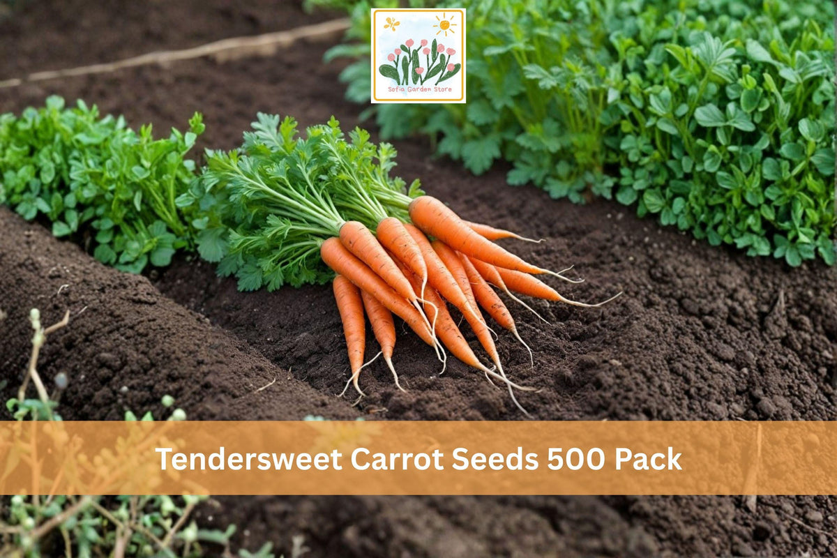 500 Seeds Tendersweet Carrot Daucus carota Heirloom Vegetable Garden