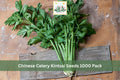 1000 Seeds Chinese Celery Kintsai Fresh Culinary Herb Biennial Vegetable Garden