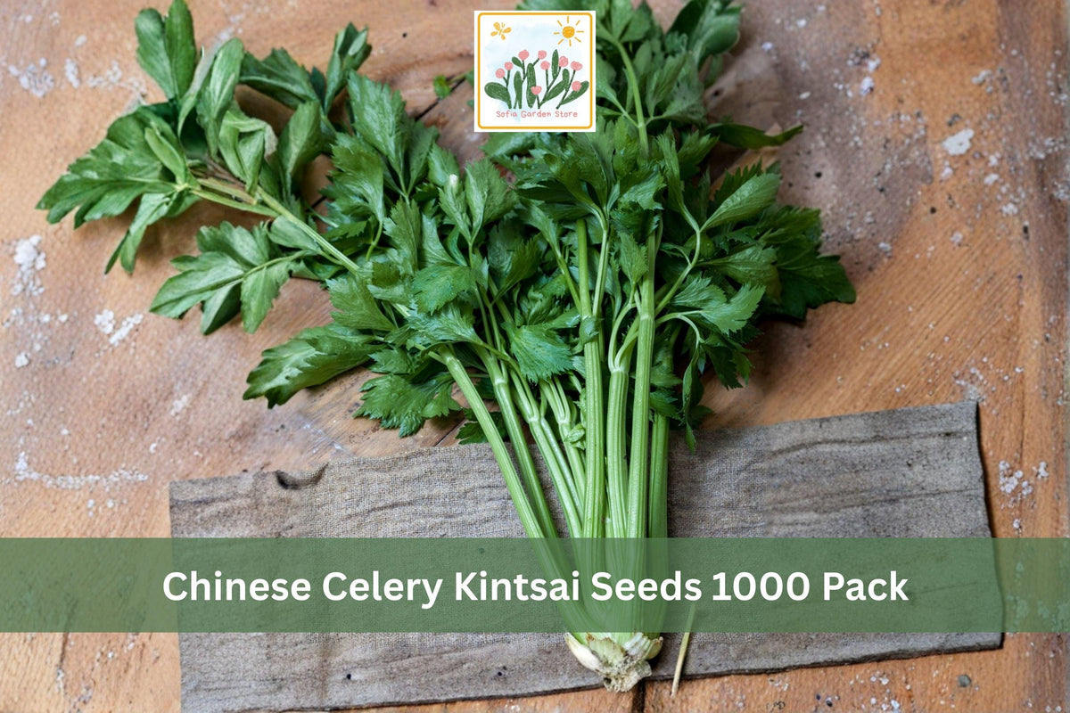 1000 Seeds Chinese Celery Kintsai Fresh Culinary Herb Biennial Vegetable Garden