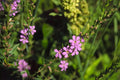 Winged Loosestrife Seeds (Lythrum alatum) - Native Wildflower for Wetlands & Rain Gardens, Pollinator Friendly, 1000 Seeds