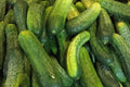 Carolina Pickling Cucumber Seeds – Early F1 Hybrid for Vegetable Gardens, Pickling, Home Gardening, 50+ Seeds