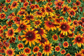 Autumn Forest Rudbeckia Hirta Seeds - Drought Tolerant Wildflower for Pollinator Gardens, 50 Non-GMO Seeds
