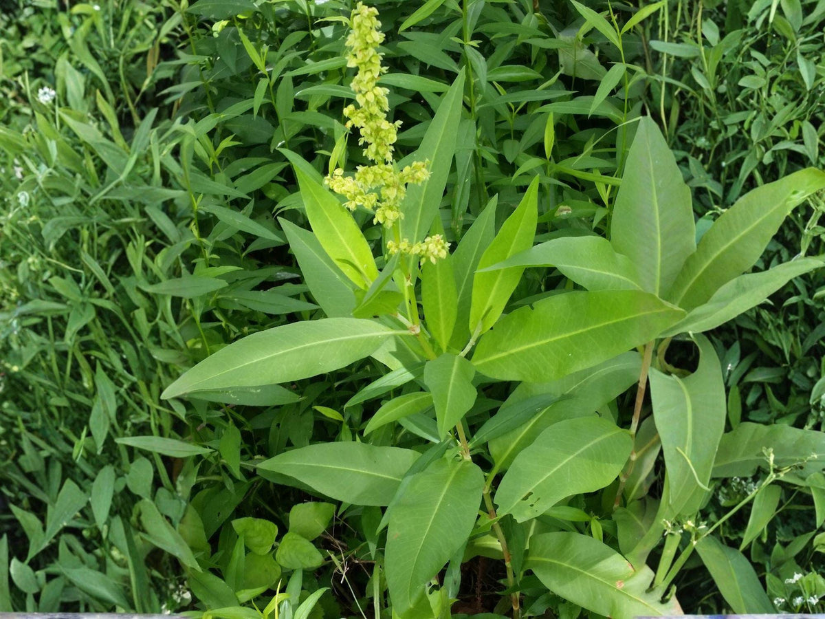 100 Seeds Pale Dock Rumex altissimus Heirloom Native Wildflower