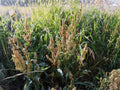 Water Dock Seeds – Heirloom Non-GMO Wetland Plant Seeds for Native Gardens, Rain Gardens, Pond Edges – Rumex orbiculatus