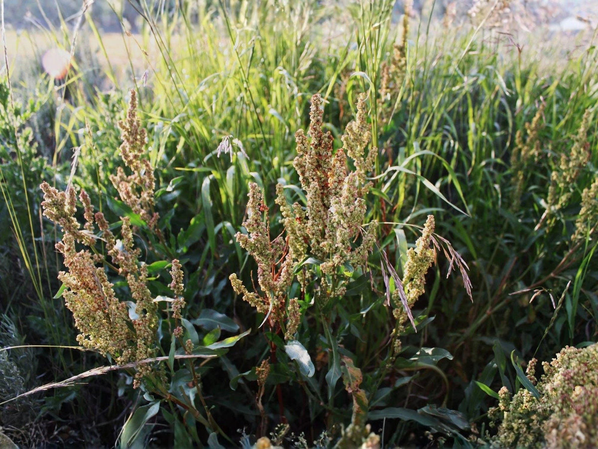 100 Seeds Water Dock Rumex britannica Heirloom Native Wetland Plant