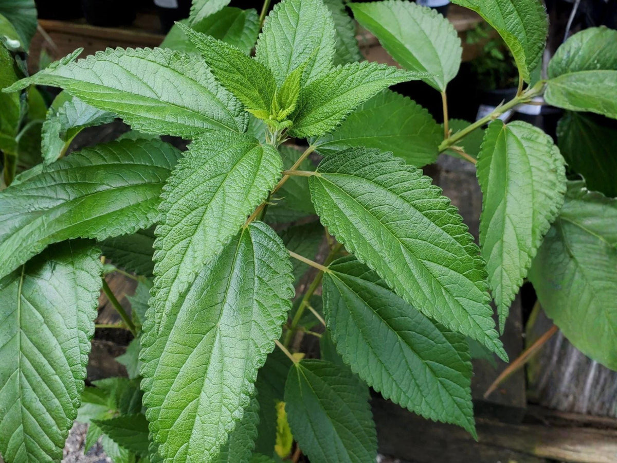 100 Smallspike False Nettle Seeds Shade Garden Native Wildflower