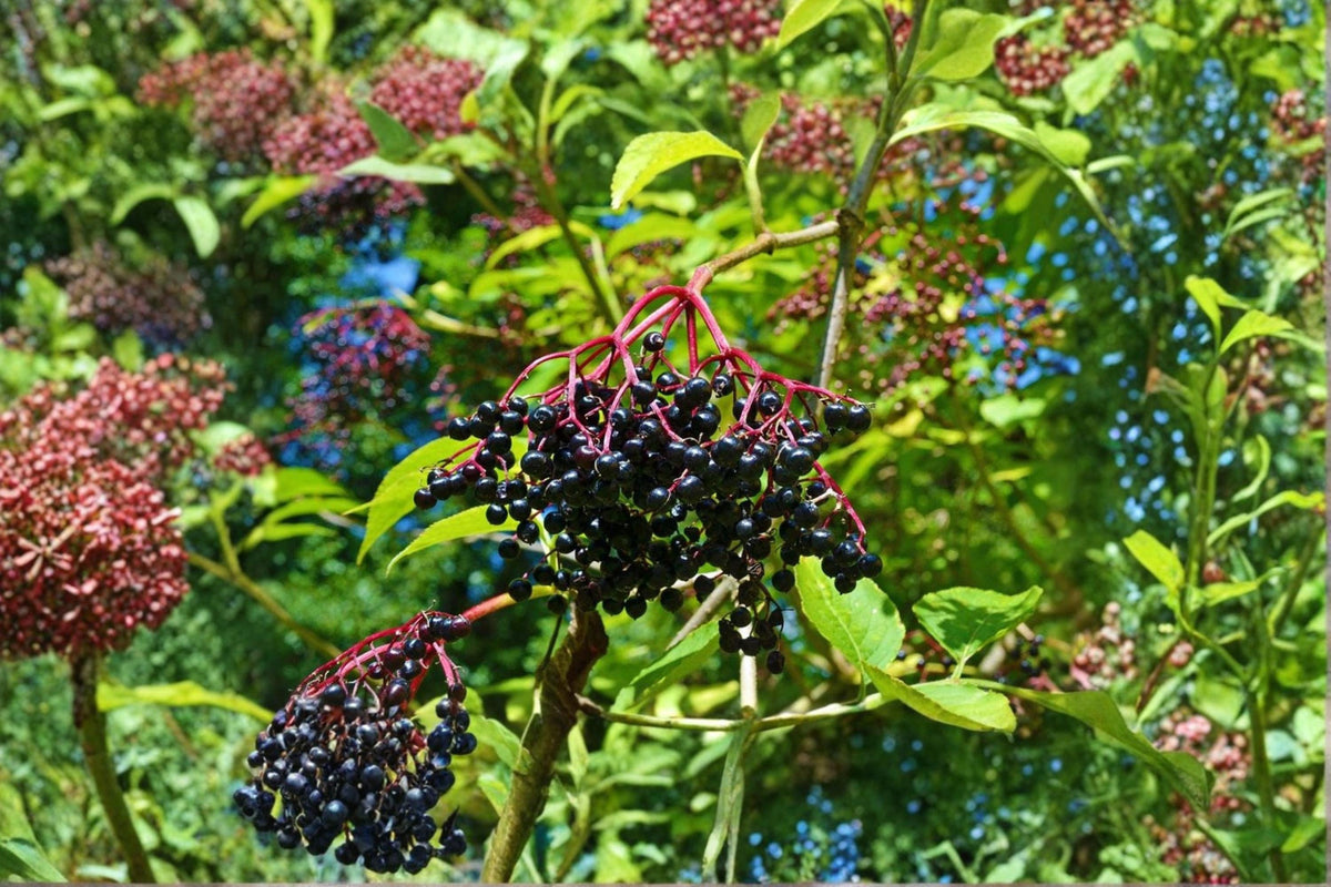Elderberry Cuttings 6-12" | Sambucus canadensis | American Elderberry Shrub for Garden & Edible Landscape