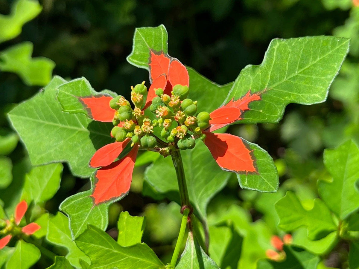 10 Seeds Fire-on-the-Mountain Euphorbia marginata Heirloom Wildflower