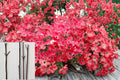 Red Flowering Dogwood Cuttings - 8-10" Unrooted Cornus florida Ornamental Tree Propagation