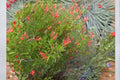 Flame Acanthus Shrub 1 Gallon Anisacanthus quadrifidus Native Texas Drought-Tolerant Plant