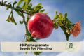 Pomegranate Seeds for Planting - Punica granatum Fruit Tree, Ornamental Flowers, Edible Fruit, Garden, Orchard, Container