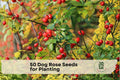 50 Dog Rose Seeds Rosa canina Wild Pink Flowering Shrub for Hedges, Wildlife Gardens & Landscape