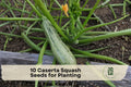 Caserta Squash Seeds – Summer Vegetable Plant, Light Green with Dark Green Stripes, Cucurbita pepo