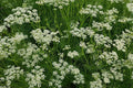 Partial Shade Wildflower Seed Mix – 500 Non-GMO Perennial and Annual Flower Seeds for Shade Gardens and Pollinator Habitats