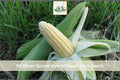 50 Seeds Silver Queen Hybrid Sweet Corn White Vegetable Garden