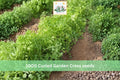 1000 Seeds Curled Garden Cress Pepper Cress Lepidium sativum Microgreen Salad Herb