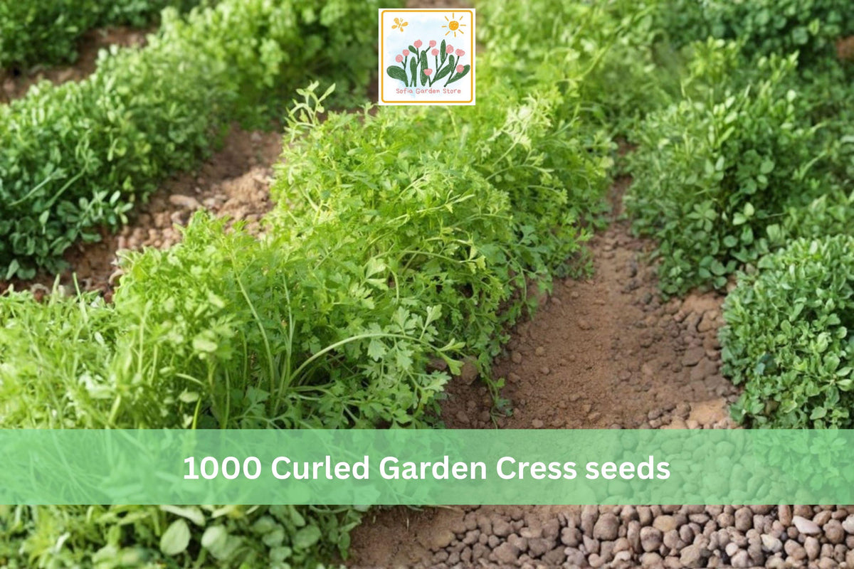 1000 Seeds Curled Garden Cress Pepper Cress Lepidium sativum Microgreen Salad Herb