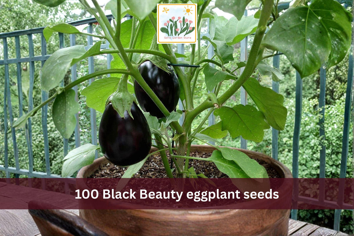 100 Seeds Black Beauty Eggplant Heirloom Vegetable Garden