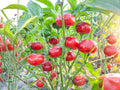 Large Red Cherry Pepper Seeds – Capsicum annuum, Compact Bush, Green to Red, for Garden & Container Planting