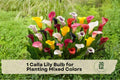 Calla Lily Bulb Mixed Colors – Zantedeschia spp. Flowering Plant for Garden Beds & Containers