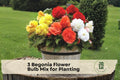 Begonia Flower Bulb Mix, Mixed Colors, Easy to Grow, Begonia spp., Garden & Container Planting