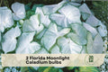 2 Florida Moonlight Caladium Bulbs - White Foliage Shade Garden Plants, Caladium bicolor for Containers & Beds