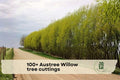 100+ Austree Willow Tree Cuttings | Fast-Growing Salix spp. Hybrid Willow for Privacy Hedges & Landscaping