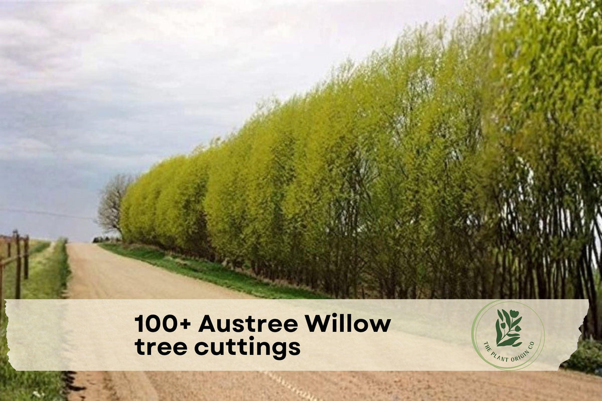 100+ Austree Willow Tree Cuttings | Fast-Growing Salix spp. Hybrid Willow for Privacy Hedges & Landscaping