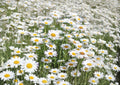 Alaska Shasta Daisy Seeds – White Perennial Flower for Borders & Cottage Gardens – Chrysanthemum maximum, Butterfly Attracting