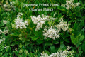 Japanese Privet Live Starter Plant | Ligustrum japonicum | Evergreen Shrub for Hedges & Privacy | 3–6 Inches Tall