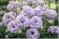 Starlight Lilac Lisianthus Seeds – Non-GMO Heirloom Flower Garden Seeds for Borders, Containers & Cut Flowers – Eustoma grandiflorum