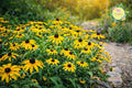 Antique Mix Rudbeckia Seeds – Black-Eyed Susan Annual Flower Garden Seeds – Rudbeckia hirta for Borders, Cut Flowers, Wildflower Gardens