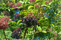 Johns Elderberry Unrooted Cuttings - Sambucus canadensis Perennial Shrub for Hedgerows & Landscapes