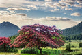 Pink Mimosa Tree Live Plant, 2ft Bare Root Albizia julibrissin, Ornamental Silk Tree with Pink Flowers