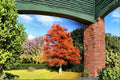 Dawn Redwood Live Plants 2ft Bare Root, Deciduous Conifer Tree, Metasequoia glyptostroboides, Ornamental Landscape Tree
