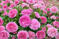 Damask Rose Cuttings Rosa damascena Fragrant Garden Rose, Pink Flowering Shrub, Perennial Plant
