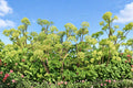 Angelica Holy Ghost Seeds – Biennial Culinary & Medicinal Herb with Licorice Fragrance, Pollinator-Friendly, Angelica archangelica